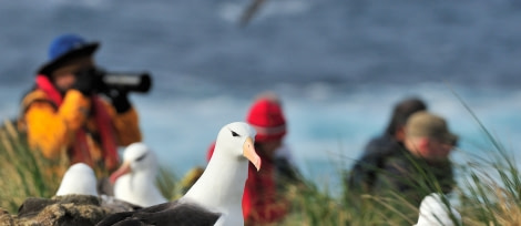 Black-browed Albatross_Falkland Islands_November