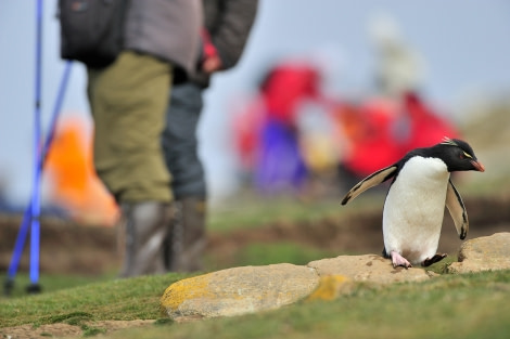 Rockhopper Penguin_Saunders Island_Falkland Islands_November