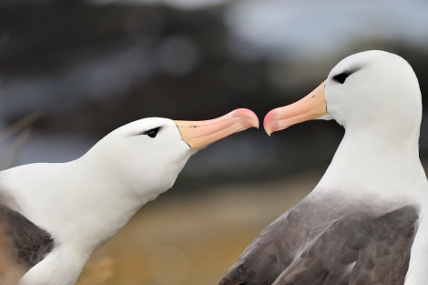 Black-browed Albatross_Steeple Jason Island_Falkland Islands_November