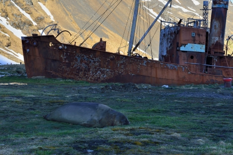 Grytviken_Old whalers boat_South Georgia_November