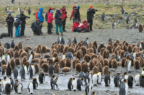 South Georgia_Fortuna Bay_MVL_20151114_4957.jpg