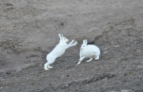 Arctic Hare, Northeast Greenland, September © Unknown passenger-Oceanwide Expeditions.jpg