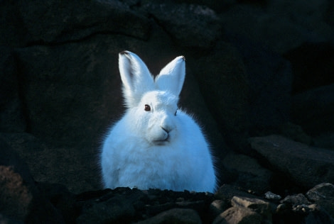 Arctic Hare, Northeast Greenland, September © Rinie van Meurs-Oceanwide Expeditions.jpg