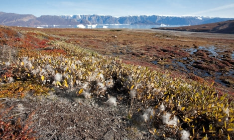 East Greenland, Røde Fjord, Scoresby Sund, September © Troels Jacobsen-Oceanwide Expeditions (1).jpg