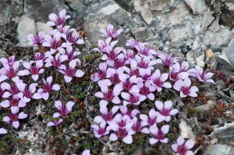Purple Saxifrage, Murchisonsfjorden, Spitsbergen, July_flower © Gerard Bodineau-Oceanwide Expeditions.jpg