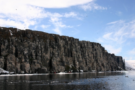 Alkefjellet, the birdcliff packed with Brunnich's Guillemot, Spitsbergen, July © Marloes Tiggeloven-Oceanwide Expeditions