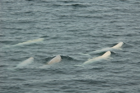 Spitsbergen, Beluga Whales, July © Elke Lindner-Oceanwide Expeditions (2)