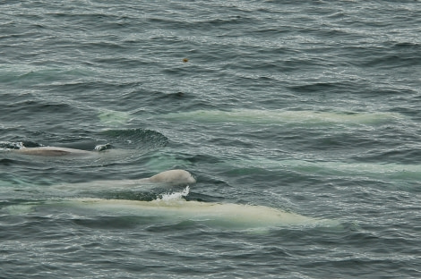 Spitsbergen, Beluga Whales, July © Elke Lindner-Oceanwide Expeditions (1)