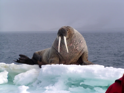 Walrus, Spitsbergen, June © Mike Murphy-Oceanwide Expeditions