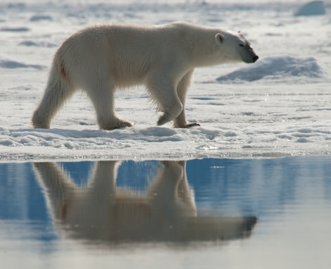 Polar Bear, North Spitsbergen, July © Erwin Vermeulen-Oceanwide Expeditions