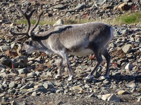 Svalbard Reindeer in Longyearbyen, Spitsbergen July © Oskar Hugentobler-Oceanwide Expeditions