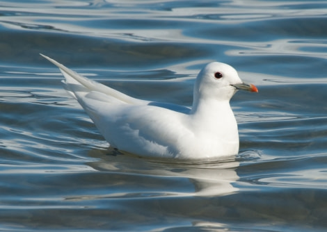 Ivory Gull, Spitsbergen, June © Erwin Vermeulen-Oceanwide Expeditions (2)