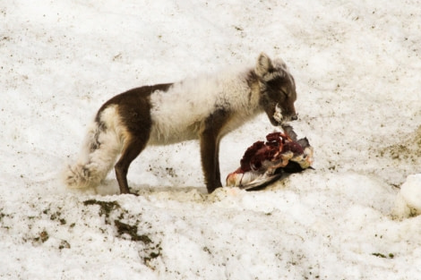 An Arctic Fox enjoying a nice meal, Spitsbergen_June-July