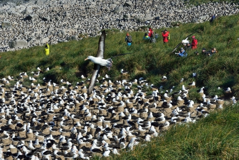 Black-browed Albatros, Steeple Jason Island, Falkland Islands
