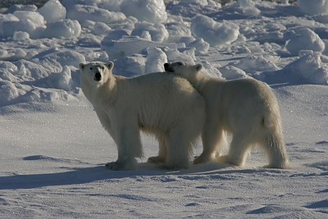 Polar Bear, North Spitsbergen, June © Rinie van Meurs-Oceanwide Expeditions (1)