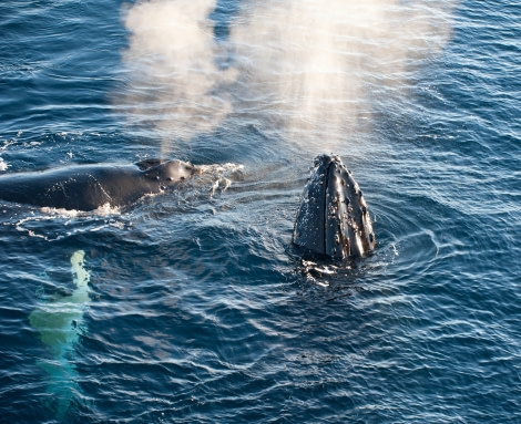 Humpback Whale