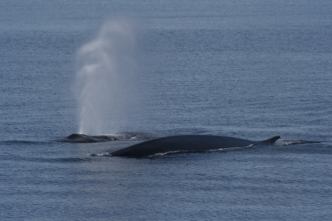 Fin Whales, (Spitsbergen), June