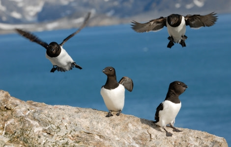 Little Auk, Spitsbergen, May