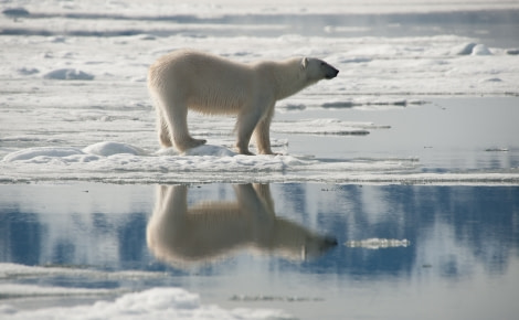 Polar Bear, North Spitsbergen, July © Erwin Vermeulen-Oceanwide Expeditions (1)