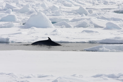 Minke Whale in Spitsbergen, July  © Arjen Drost-Oceanwide Expeditions