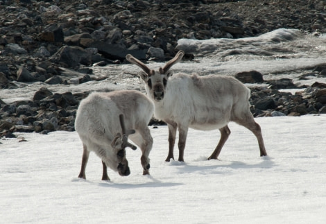 Svalbard Reindeer, Spitsbergen, June © Erwin Vermeulen-Oceanwide Expeditions