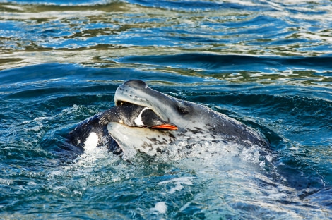 Gentoo penguin caught by a Leopard seal, Danco Island ©Martin van Lokven - Oceanwide Expeditions.jpg