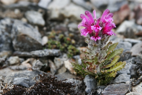 Spitsbergen, Flora (June) © Rinie van Meurs-Oceanwide Expeditions (9).jpg