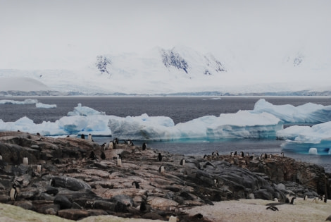 Petermann Island, Antarctica © Jamie Scherbeijn-Oceanwide Expeditions.JPG