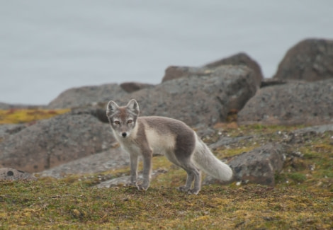 Arctic Fox, Spitsbergen, August © Erwin Vermeulen-Oceanwide Expeditions (2).jpg