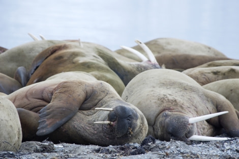 svalbard_walruss_poolepynten, June © elke lindner-oceanwide expeditions (1).jpg