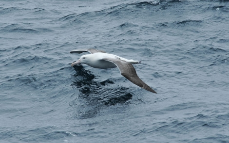 Wandering Albatross © Siegfried Woldhek-Oceanwide Expeditions.jpg