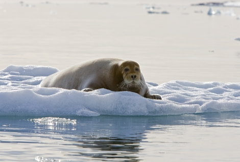 Bearded Seal, Spitsbergen, June © Franco Banfi-Oceanwide Expeditions.jpg