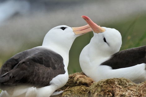 Black-browed Albatr, Steeple Jason, Falkland Isl, Nov © Martin van Lokven-Oceanwide Expeditions.jpg