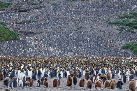 King Penguin, South Georgia_Salisbury Plain, Jan © Martin van Lokven-Oceanwide Expeditions (6).jpg