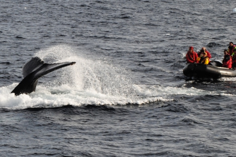 Humpback Whale, Polar Circle, Antarctica © Jamie Scherbeijn-Oceanwide Expeditions.JPG