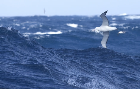 Wandering Albatross © Wim van Passel-Oceanwide Expeditions.jpg