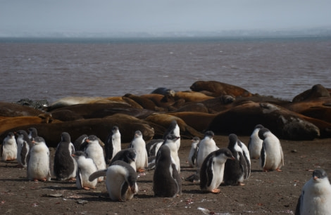 Gentoo Penguin chicks, Hanna Point, Antarctica ©Hadoram ShirihaiOceanwide Expeditions.JPG