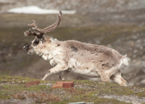 Svalbard Reindeer, Spitsbergen, July © Erwin Vermeulen-Oceanwide Expeditions.jpg