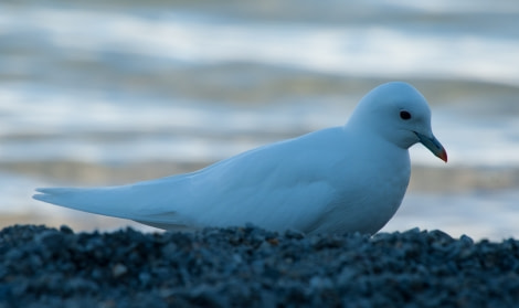 Ivory Gull, Spitsbergen, June © Erwin Vermeulen-Oceanwide Expeditions (1).jpg