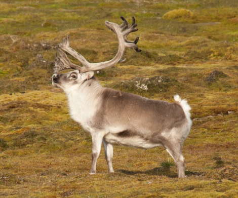 Svalbard Reindeer, Spitsbergen, August © Erwin Vermeulen-Oceanwide Expeditions.jpg