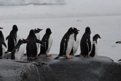 Gentoo Penguins, Antarctica © Jamie Scherbeijn-Oceanwide Expeditions.JPG