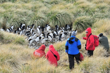 Macaroni Penguins, Cobblers Cove, Sth Georgia, Nov © Martin van Lokven-Oceanwide Expeditions (4).jpg