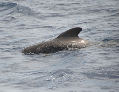 Pilot Whale, Atlantic Odyssey © Erwin Vermeulen-Oceanwide Expeditions (2).jpg