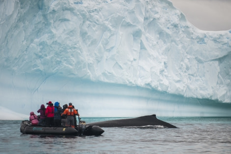 Humpback whale, Zodiac cruising, Antarctica © Morten Skovgaard-Oceanwide Expeditions (1).jpg