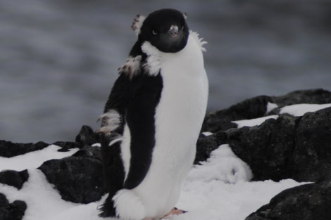 Adelie penguins, Detaille Island, Polar Circle, Antarctica © Jamie Scherbeijn-Oceanwide Expeditions (2).JPG