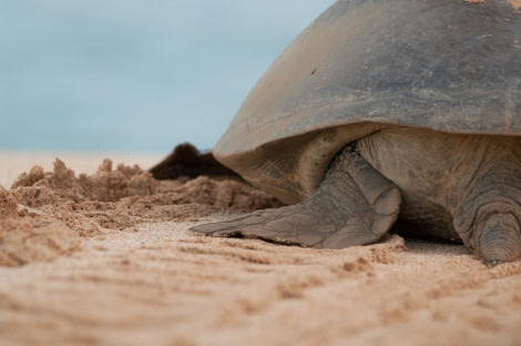 Green turtles, Ascension Island © Troels Jacobsen-Oceanwide Exeditions (1).JPG