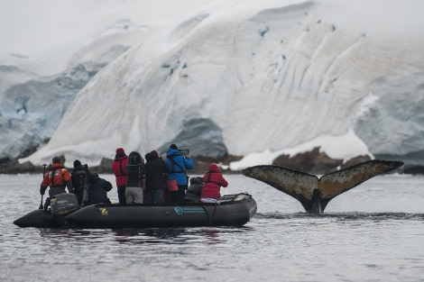 Humpback whale, Zodiac cruising, Antarctica © Morten Skovgaard Photography-Oceanwide Expeditions (1).JPG