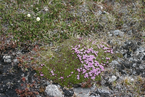 Spitsbergen, Flora (June) © Rinie van Meurs-Oceanwide Expeditions (3).JPG