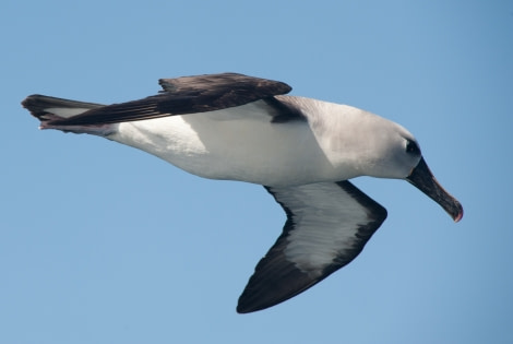 Grey-headed Albatross © Erwin Vermeulen-Oceanwide Expeditions.jpg
