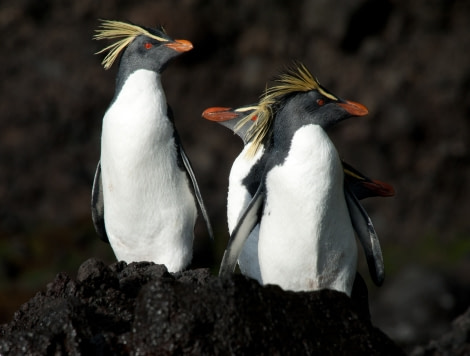 Northern Rockhopper, Tristan da Cunha, Atlantic Odyssey © Erwin Vermeulen-Oceanwide Expeditions (1).jpg